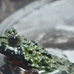 Phyllomedusa : Adequate Bombina